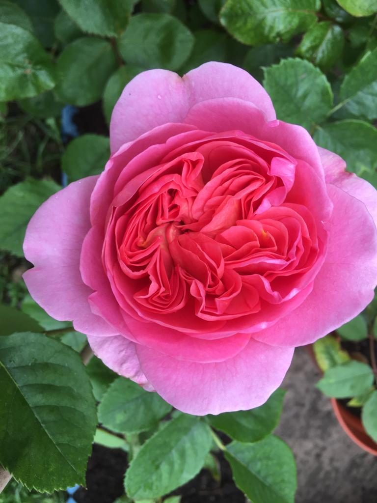 Hybrid – David Austin rose